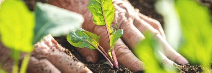 Hände pflanzen Setzling ein